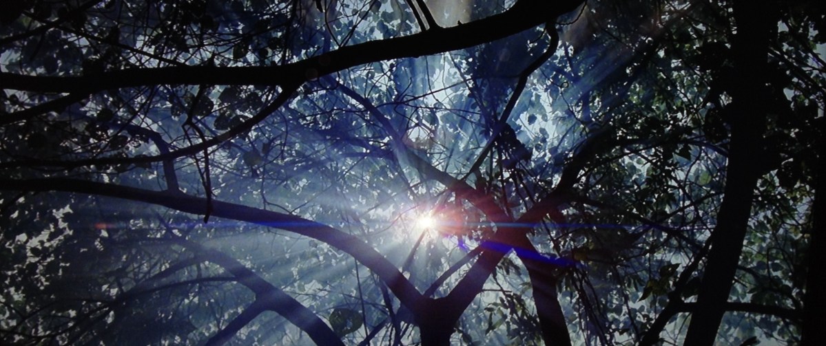 Image-9-Sun-through-trees-The-Thin-Red-Line.jpg